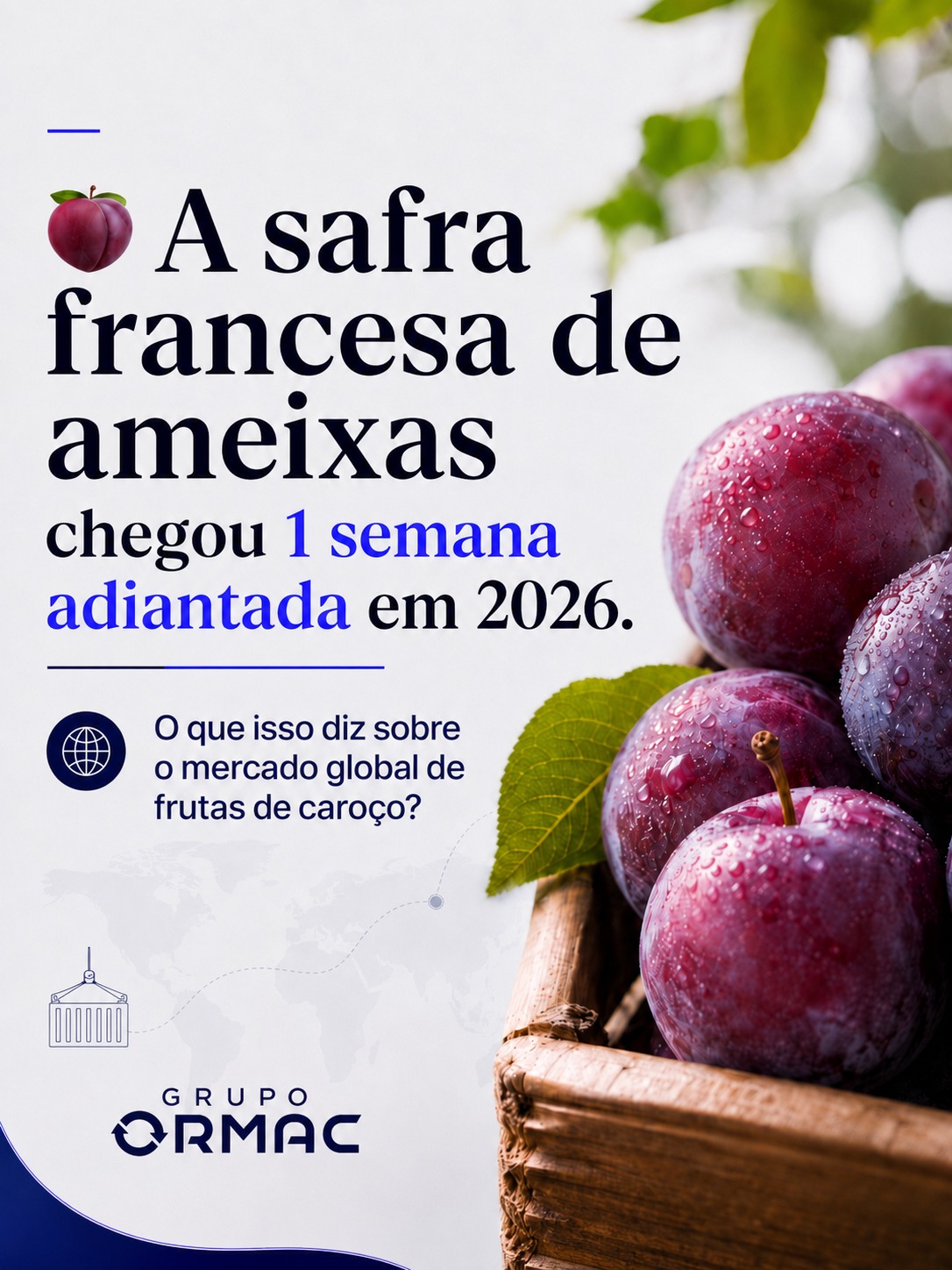 Safra de ameixa na França começa adiantada em 2026, impactos para a importação de frutas no Brasil